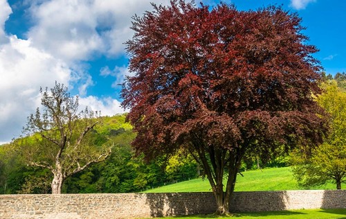 Inches tall fagus - 20-30,