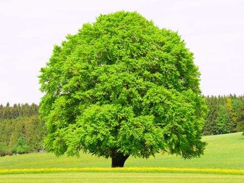 Seeds american beech tree - 25+,