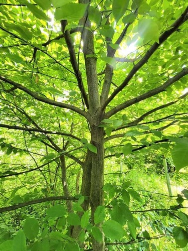 Ironwood carpinus caroliniana