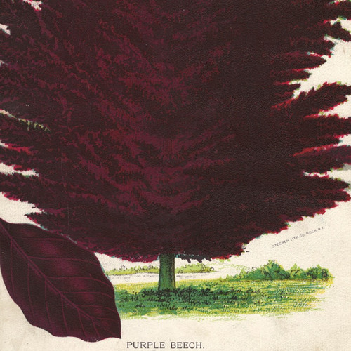 Victorian seed catalog - seed,