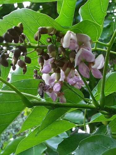 Pongame oiltree indian - pongame,
