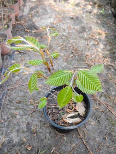 American beech tree - american, tree,