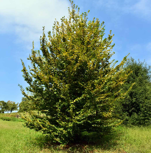 Live american hornbeam plant - hornbeam,