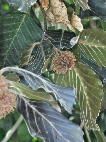 Copper beech seeds fagus - seeds,