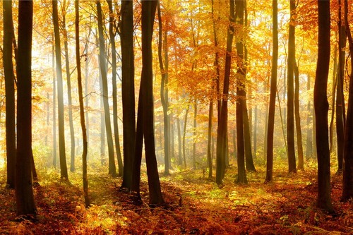 Autumn beech tree forest - tree,