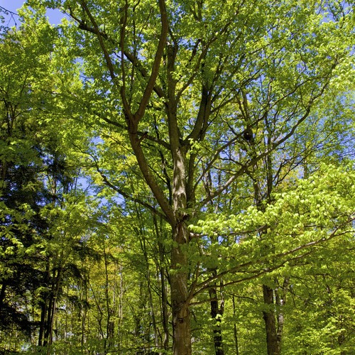 American beech tree - american,