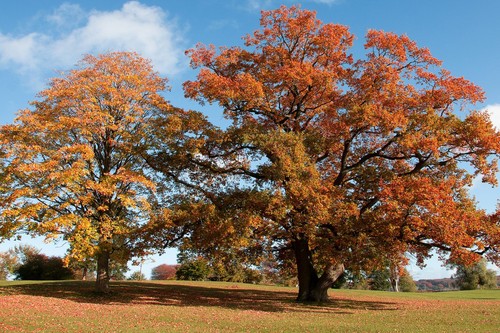 Live american beech - beech, well