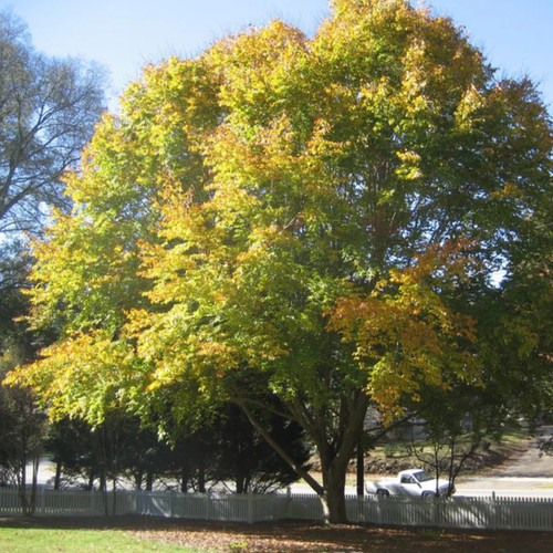 American beech tree - tree, live