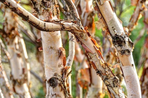 River birch tree seedlings - birch,