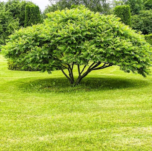 Live american hornbeam plant - 2,
