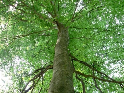 Fagusgrandifolia american - fagusgrandifolia,