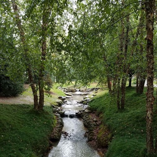 River birch tree betula - river,