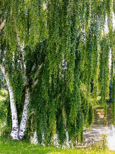 European weeping white birch - weeping,