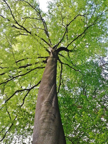 American beech tree - -, live