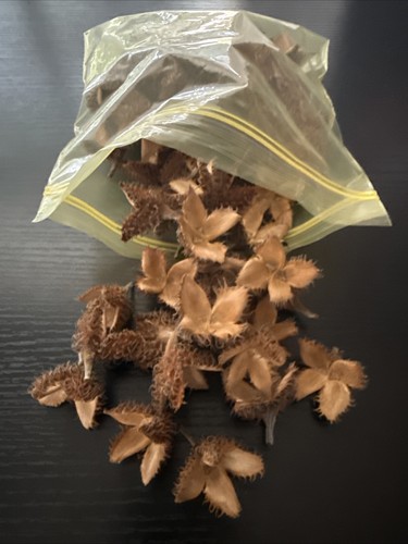 Natural dried beech - natural, tree