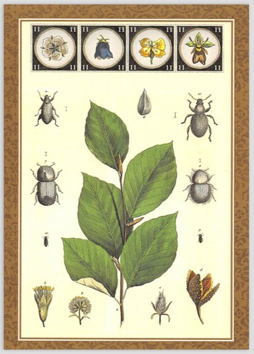 Posta insect postcard beech - posta,