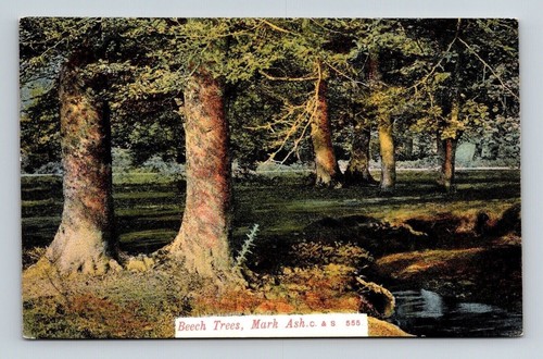 Beech trees mark - beech,