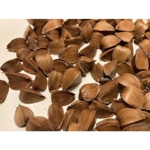 American beech tree - tree, seeds