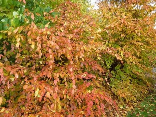 Carpinus hornbeams american - carpinus,