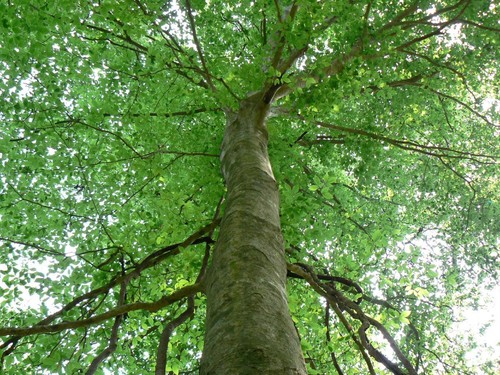 American beech - american,