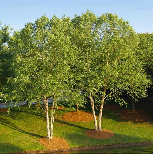 Large river birch tree - birch,