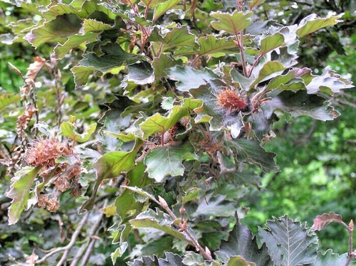 Rohan purple beech - rohan's,