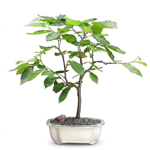 Yellow birch bonsai - birch, tree