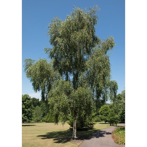 Weeping white birch - white,