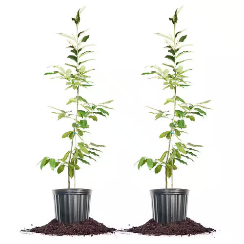 Tall american hybrid - 4-5,
