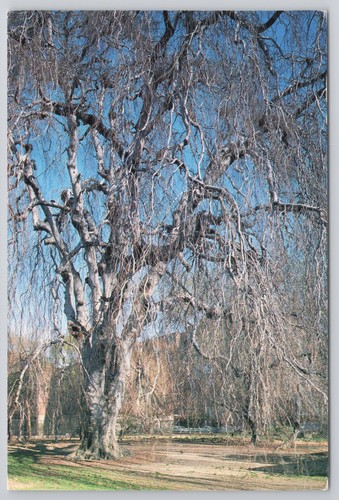 Weeping beech tree - tree, park