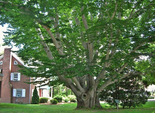 American beech trees 6 - 2, 6-12"
