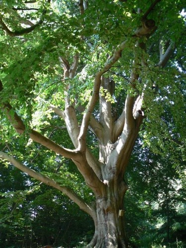 Oriental beech tree seeds - oriental,
