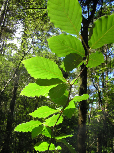 American beech live - live, plant