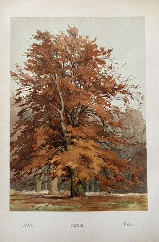 Beech tree c1800 antique - c1800's,