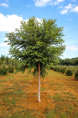 River birch single stem tree - birch,